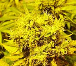 Soma Seeds White Light Regular
