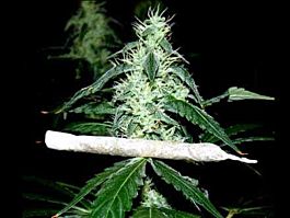 Soma Seeds Hash Heaven Feminized