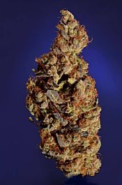 Soma Seeds Somari Feminized