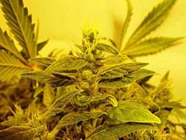 Soma Seeds Somativa Regular