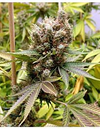Soma Seeds Somalicious Feminized