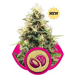 Royal Queen Seeds Somango XL Feminized
