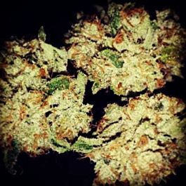 710 Mango Feminized