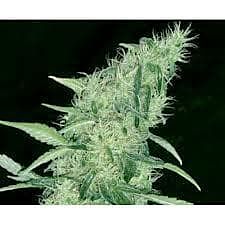 Positronics Seeds Somango #47 Feminised