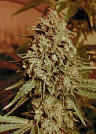 Advanced Seed Banks Somango Widow