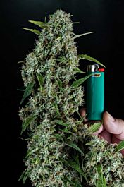 Homegrown Natural Wonders Sonic Screwdriver Regular Cannabis
