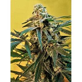 Mosca Seeds Sonic Fly Regular