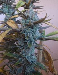 Bodhi Seeds Sorcerers Apprentice Regular
