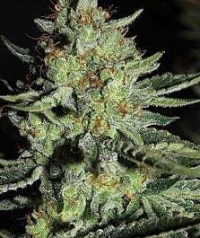 Burning Bush Nurseries Sour Diesel Feminized