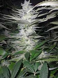 Reeferman Seeds Sour Diesel Regular