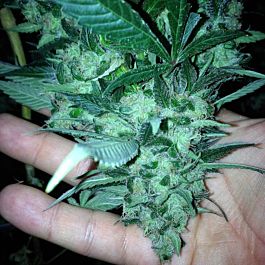Loud Seeds AJ's Sour Diesel Feminized
