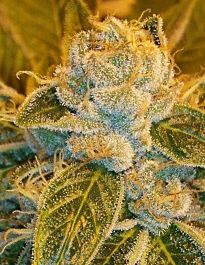 Ripper Seeds Sour Ripper Feminized