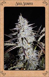 Mephisto Genetics Sour Stomper Auto Feminised Seeds (Artisanal Automatics)