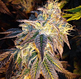 Dankonomics Genetics Sour Tooth Regular