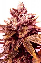 Holy Smoke Seeds Sour Blackberry Diesel Regular