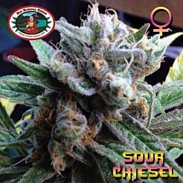 Big Buddha Sour Chiesel Feminised
