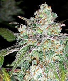 Mephisto Genetics Sour Crack Auto Feminized