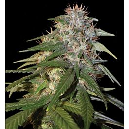 DNA Genetics Sour Cream Feminized