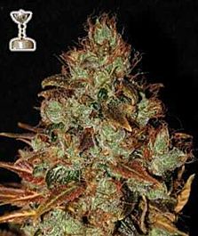 Apothecary Genetics Sour Diesel Regular