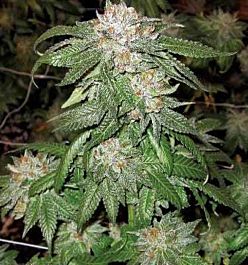 Apothecary Genetics Sour Grapes Regular