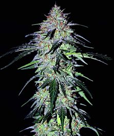 Mephisto Genetics Sour Hound F2 Auto Feminized