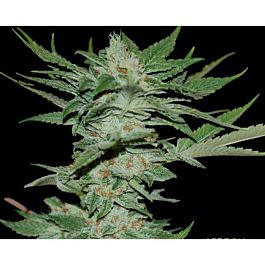 DNA Genetics Limited Collection Sour Krypt Regular