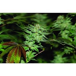 Reserva Privada Sour Kush Regular