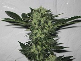 Cali Connection Sour OG Regular