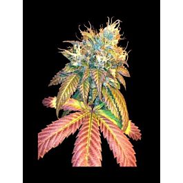 DNA Genetics Sour Secret Feminized