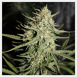 HortiLab Sour Amnesia Regular