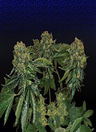 Big Buddha Sour Chiesel Automatic Feminised