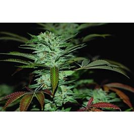 Reserva Privada Sour Diesel Regular