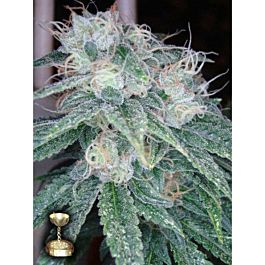 Reserva Privada Sour Kush Feminised