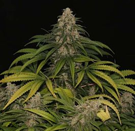 Ultra Genetics Seed Company Sour Grape Kush Regular