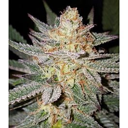 Lineage Genetics Sour Grape Regular