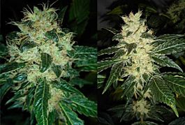 Resin Seeds Sour P Feminised