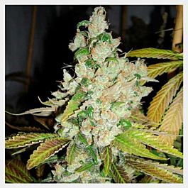 HortiLab Sweet Pink Grapefruit BX Regular