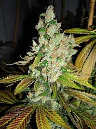 HortiLab Sour Pink Grapefruit Regular