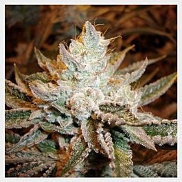 HortiLab Sour Power Feminized