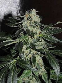 Karma Squad Sour Power OG Feminized Cannabis