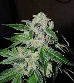 Karma Squad Sour Power OG Regular Cannabis