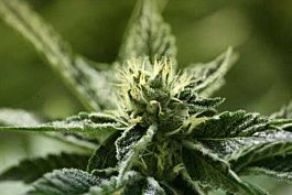 Devils Harvest  Sour Smurf Regular