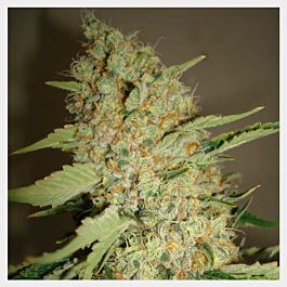 HortiLab Sour Star Regular Seeds 