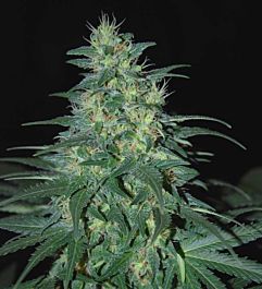 World of Seeds S. Africa Kwazulu Regular