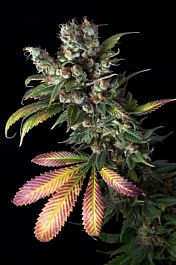 Delta 9 Labs Southern Lights Regular