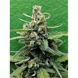 Breaking Buds Seeds Soylent Green Auto Feminized