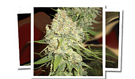 Emerald Triangle Blackberry OG CBD Feminized