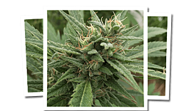 Emerald Triangle Blueberry Headband CBD Regular
