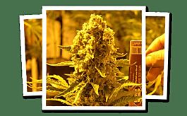 Emerald Triangle Critical 707 Feminized