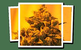 Emerald Triangle Critical Sour Diesel Regular